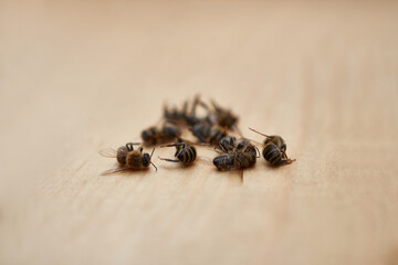 Dead bees on the body of the hive. Plague of bees due to the use of chemical fertilizers.