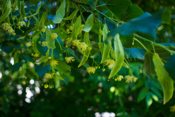 Fototapeta na wymiar Tilia, linden tree, basswood or lime tree with unblown blossom. Tilia tree is going to bloom. A bee gathers lime-colored honey