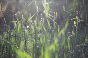 Young grass at sunset in a clearing in the park