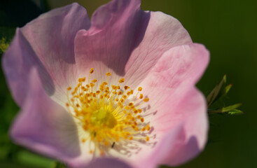 close up of pink flower