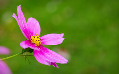 Macro Shot of pink Cosmos flower isolated on green.