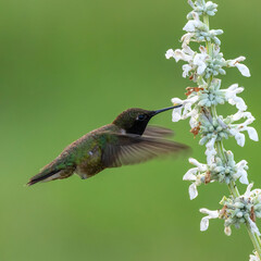 hummingbird and flower