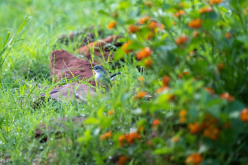 Bird in the morning dew