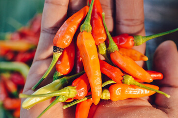 red hot chili close up