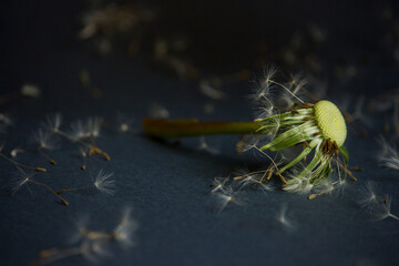 dandelion stem and seeds background