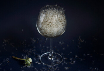 White dandelion seeds in wine glass on dark background