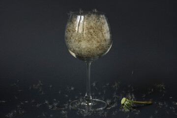White dandelion seeds in wine glass on dark background