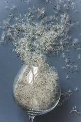 White dandelion seeds in a wine glass on blue background