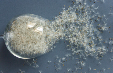 White dandelion seeds in a wine glass on blue background