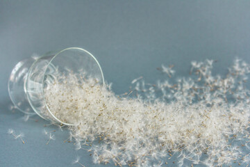 White dandelion dust and a glass on blue background