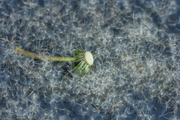 Dandelion seeds background