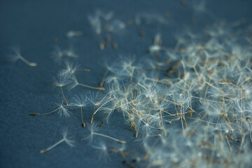 Dandelion seeds background