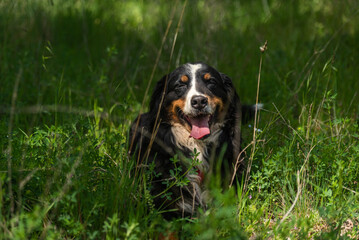 portrait of a young female dog, bernese mountain dog, resting in the shade at a foot of a tree in the forest in a sunny day. Front view