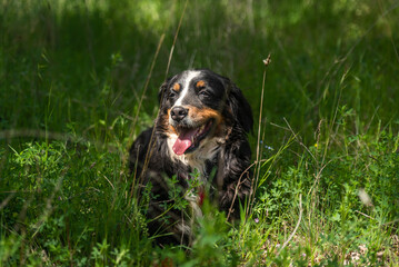 portrait of a young female dog, bernese mountain dog, resting in the shade at a foot of a tree in the forest in a sunny day. Front view