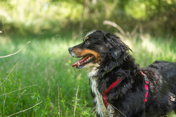 portrait of a young female dog, bernese mountain dog, resting in the shade at a foot of a tree in the forest in a sunny day. Lateral view