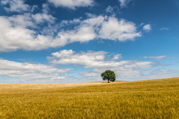 Fototapeta na wymiar weite Getreidefeld Landschaft mit Solitärbaum, Hintergrund, plakativ, Horizont