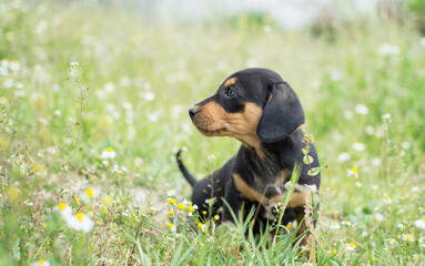 A small puppy looks to the side and sits in the green grass. For an article about dogs, veterinary clinic. Printing on a calendar, notepad, banner, website.