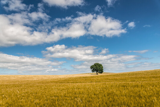 weite Getreidefeld Landschaft mit Solit&auml;rbaum, Hintergrund, plakativ, Horizont