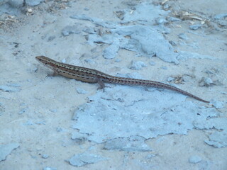 brown lizard on concrete floor