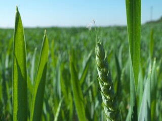 green spikelet of wheat in the field
