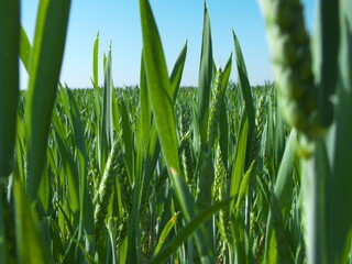 green spikelet of wheat in the field
