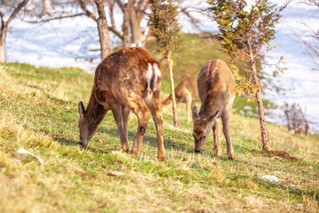 Naklejka na ściany i meble Beautiful spotted deer in the mountains against the background of green grass and snow. Fairytale spring landscape with wild animals.