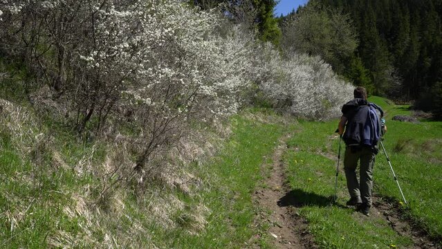 Mountaineer passes by the bushes of flowering Blackthorn (Prunus spinosa) - (4K)