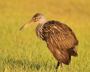 Young Juvenile Limpkin in the Morning Light