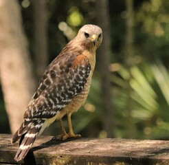 Red-Shouldered Hawk 