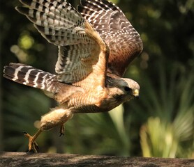 Red-Shouldered Hawk 