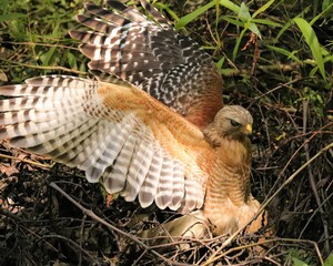 Red-Shouldered Hawk 