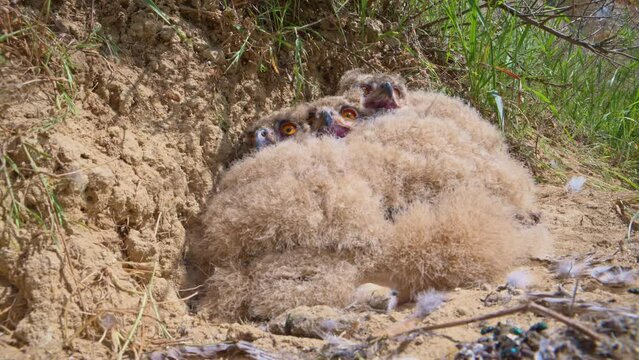 Eagle-owl nestlings in steppe nest. 4K slow motion