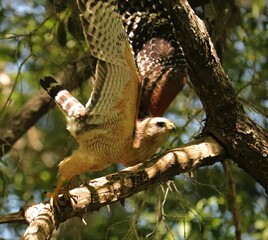 Red-Shouldered Hawk 