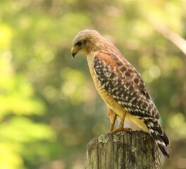 Red-Shouldered Hawk 