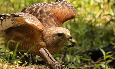 Red-Shouldered Hawk 