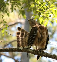 Red-Shouldered Hawk 