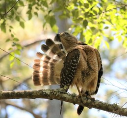 Red-Shouldered Hawk 