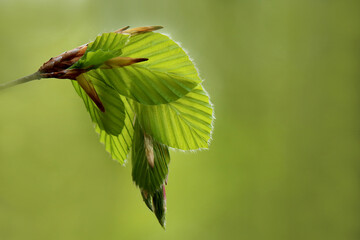 frische Laubblätter der Buche im Frühling