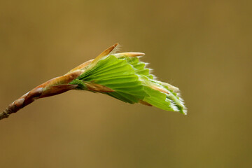 frische Laubblätter der Buche im Frühling
