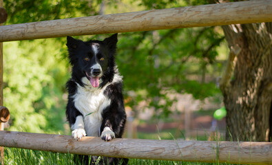 A curious border collie puppy, climbs the fence to see what happens beyond.
