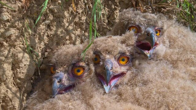 Close-up eagle-owl nestlings in steppe nest. 4K slow motion