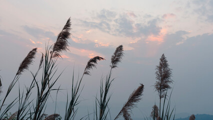 reeds at sunset