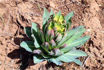 Obraz premium Beautiful succulent plant in the mountains of Spain. Sedum. Spring. Кosette of leaves 