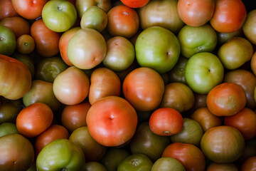 Different ripeness tomatoes. Many red and green tomatoes. Unripe and ripe tomato harvest