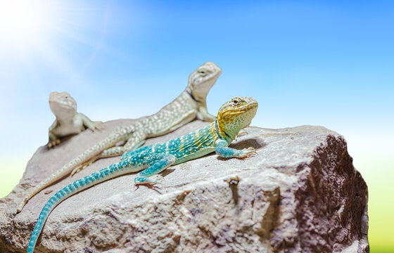 Eastern collared lizards (Crotaphytus collards) on a stone in sunshine with sunbeams. three animals on the rock