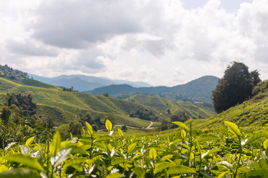 Green tea leaves in the sun in a lush tea plantantation in the mountains of Malaysia in the Cameron Highlands. Tea plants panorama view of plantation