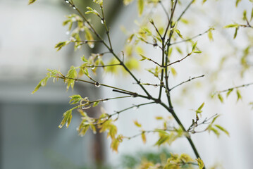 Gouttes de pluie sur feuille d'Erable