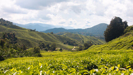 Fototapeta na wymiar A tea plantation with green rolling hills from Cameron Highlands in Malaysia