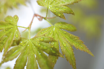Gouttes de pluie sur feuille d'Erable