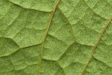 Natural green vein leaf pattern close up